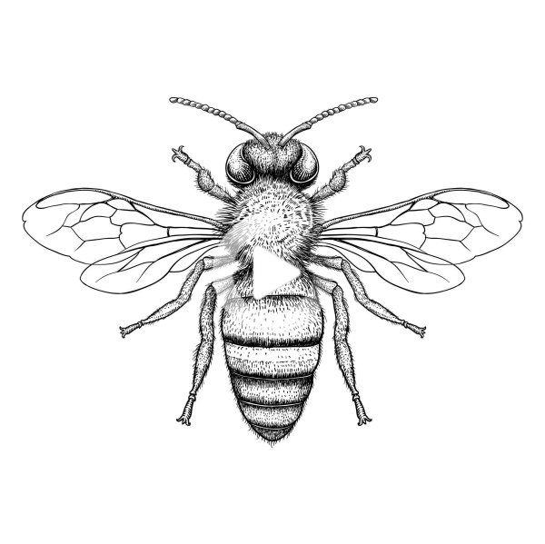 Эскизы насекомых карандашом