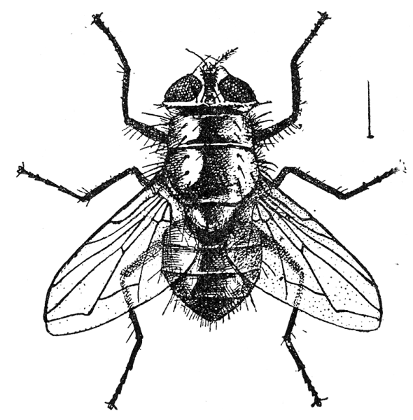 Тату Пчелка эскиз