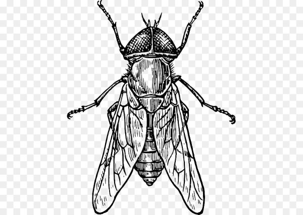 Муха на белом фоне