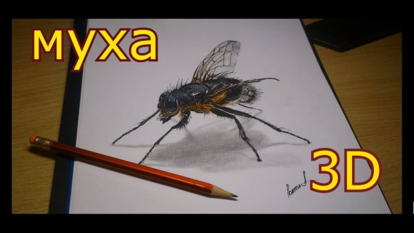 Муха ЦЕЦЕ глаза