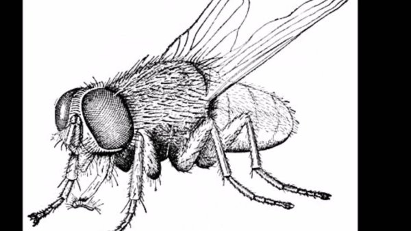 Пчела стилизация