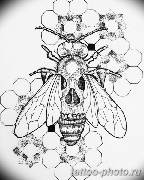 Зарисовки насекомых