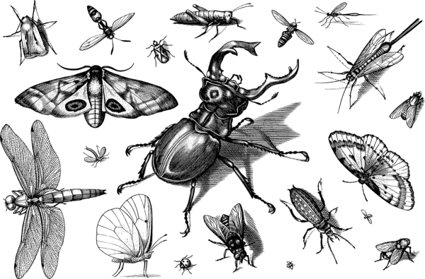 Муха раскраска