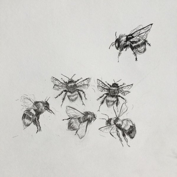 Зентангл Жук