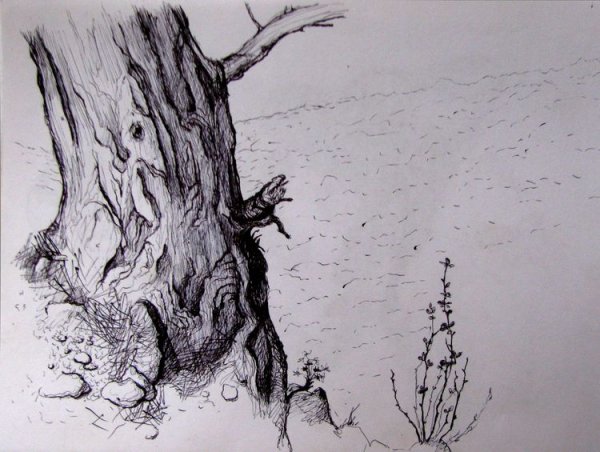 Зарисовка ствола дерева
