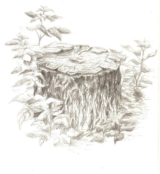 Зарисовки пней