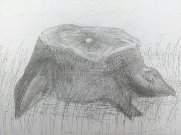 Зарисовки пней