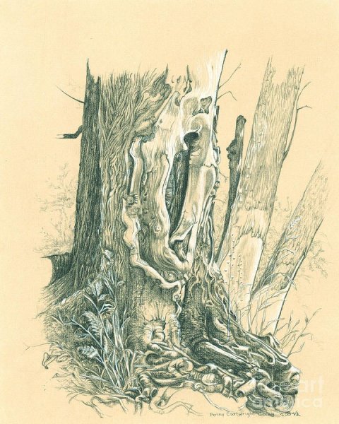 Зарисовки коры деревьев