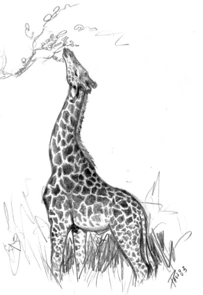Жираф рисунок карандашом