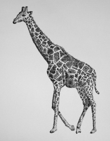 Жираф карандашом профессионально