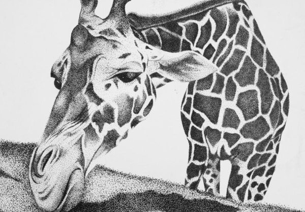 Жираф рисунок карандашом