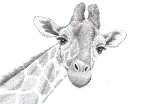 Тату жирафа Графика