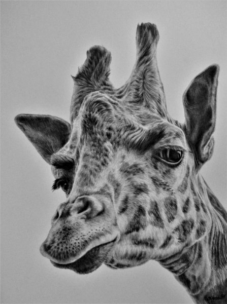 Рисунок жирафа для срисовки