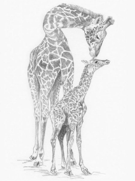 Зентангл Жираф