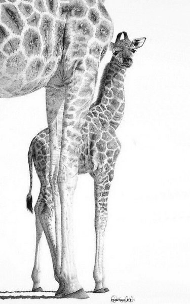 Жираф скетч