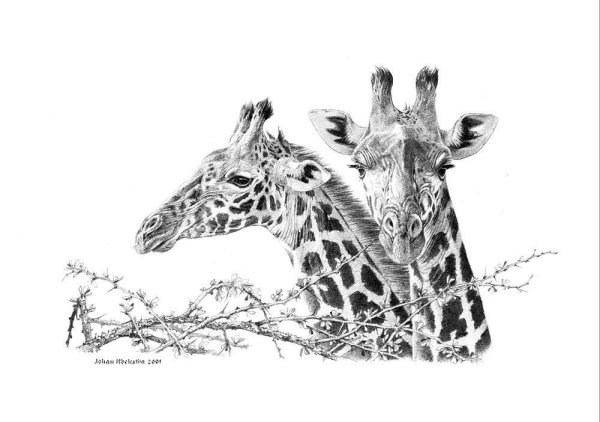 Стилизация жирафа в графике