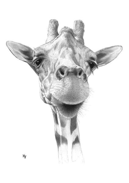 Жираф рисунок