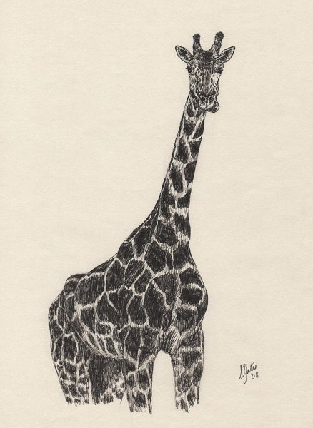 Рисование жирафа карандашом