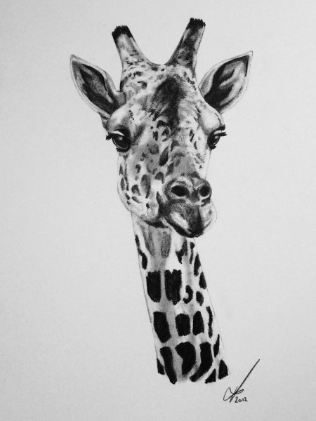 Скетч лицо Жираф