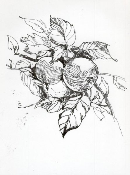 Ягоды скетч