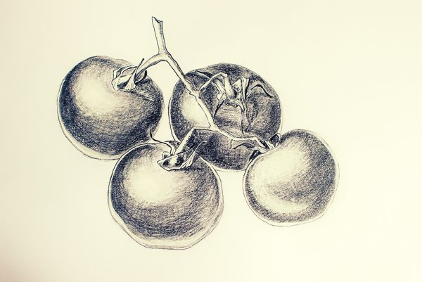 Фрукты карандашом