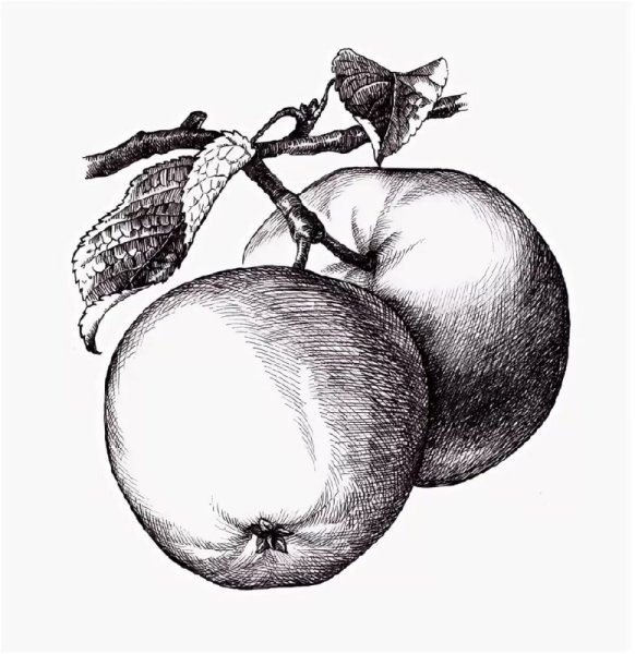 Рисунок фруктов карандашом