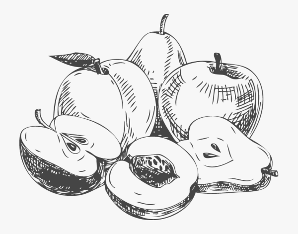 Эскиз фруктов