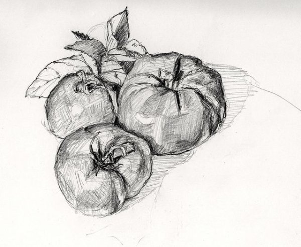 Наброски фруктов