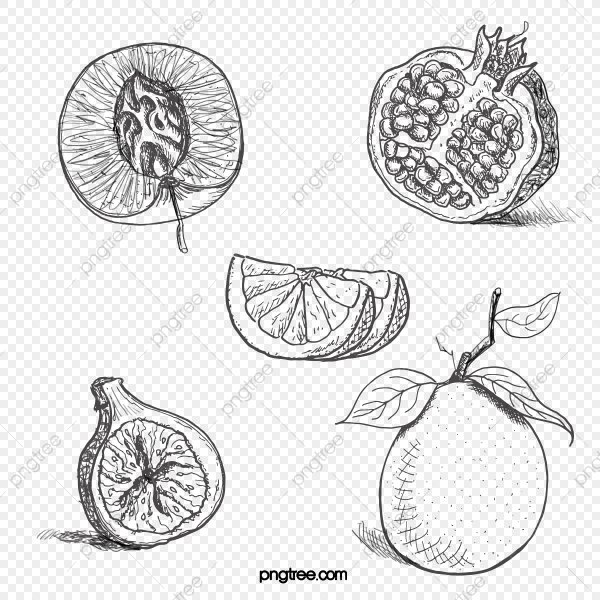 Стилизованные фрукты и овощи в разрезе