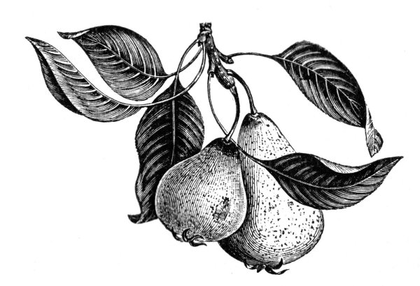 Фрукты гравюра