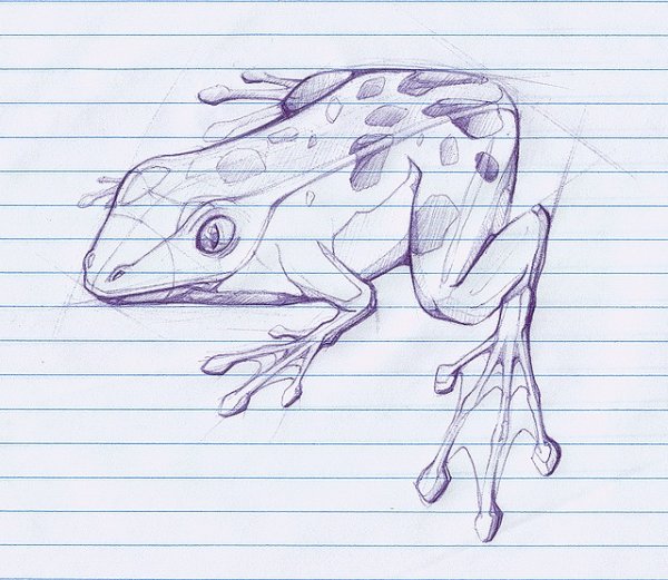 Лягушки для скетча легкие