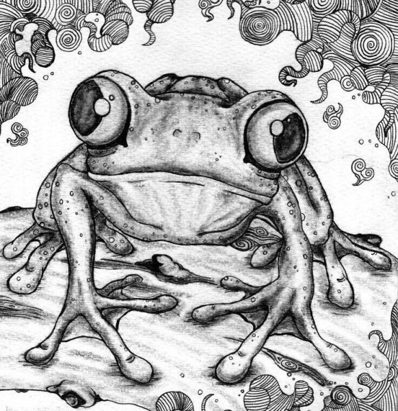 Зарисовки лягушек