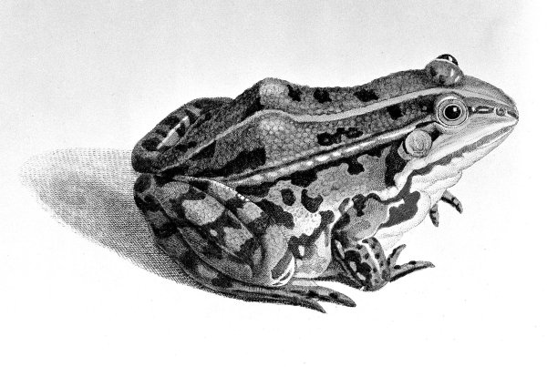 Травяная лягушка