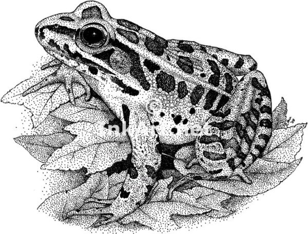Лягушка черно белая