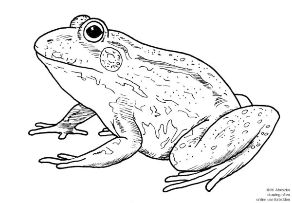 Лягушка Сибирская раскраска для детей