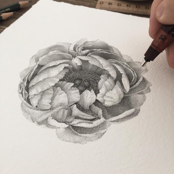 Роза в пуантилизме черной ручкой