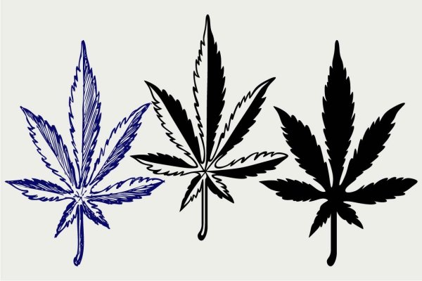 Лист конопли карандашом