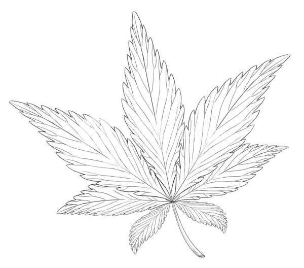 Лист марихуаны контур