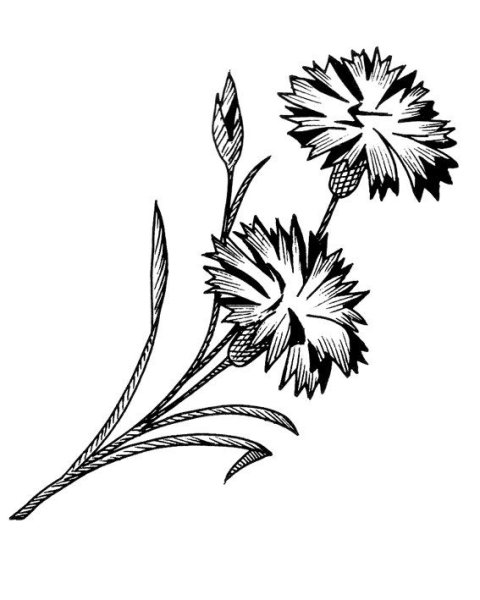 Стилизация василька