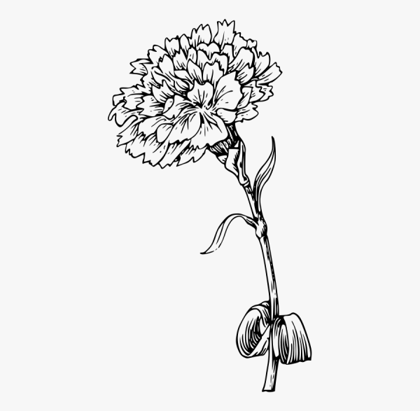 Эскиз гвоздики