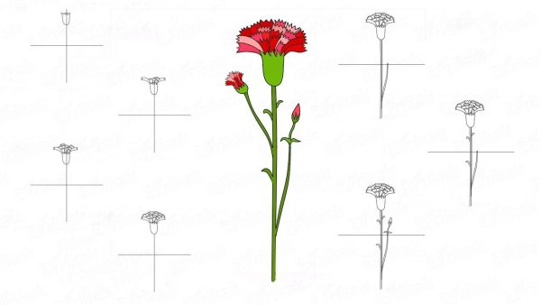 Поэтапный рисунок гвоздики