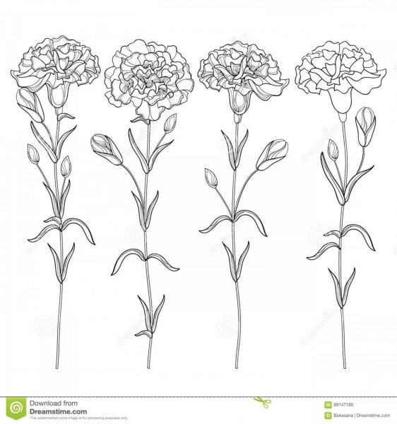 Гвоздика набросок