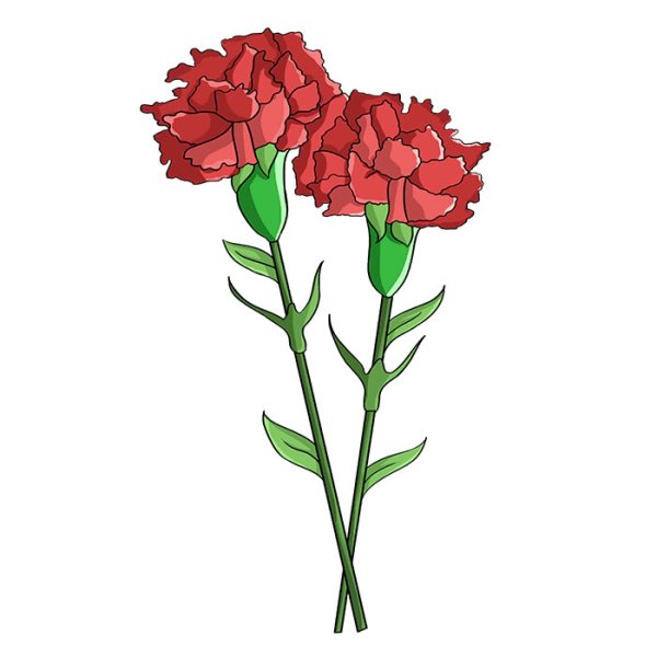 Поэтапное рисование гвоздики