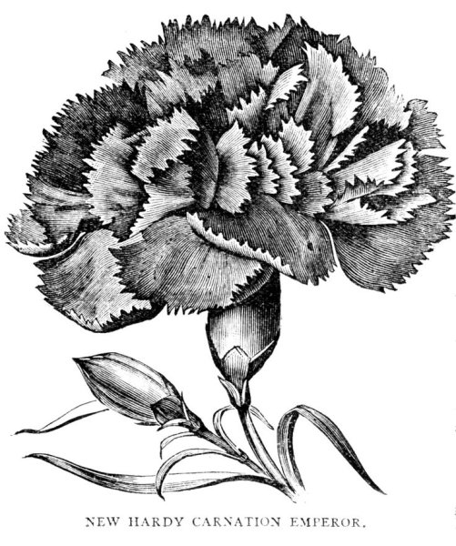 Набросок гвоздики