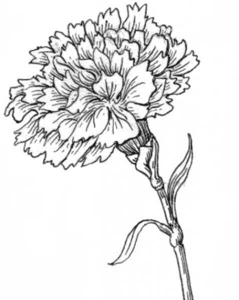 Гвоздика контурная