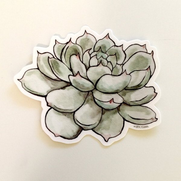 Суккулент в графике