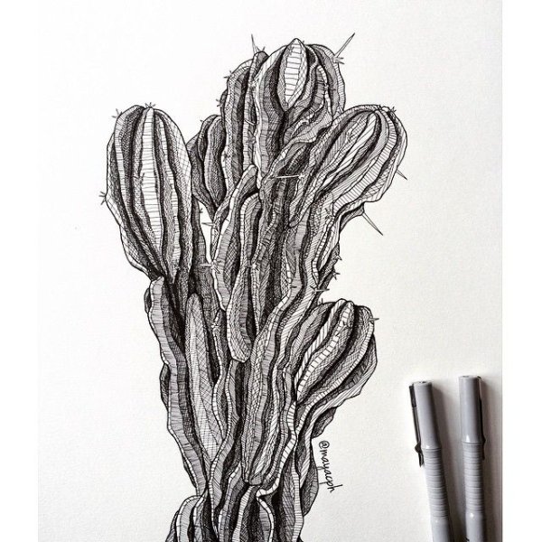 Кактус декоративно Графика
