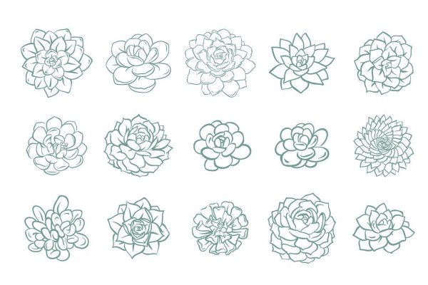 Тату суккулент эскиз