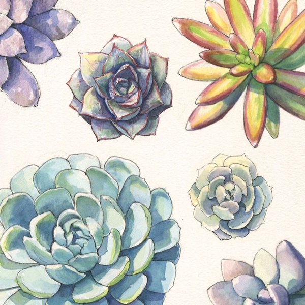 Паттерн Суккуленты