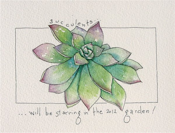 Суккуленты и кактусы карандашом